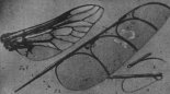 Odręczny szkic Tańskiego: powiększonego skrzydła muchy polnej i konstrukcji jego sztucznego skrzydła, mającego właściwości skrzydeł owadów. (Źródło: via Barbara z Tańskich Brachacka – Skrzydlata Polska nr 1/1957).